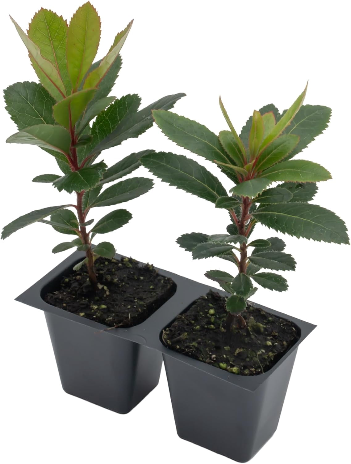 2 Arbutus Unedo - Live Strawberry Tree Plants  – Sweet Resilient Beauty, Thriving in 2.5" Nursery Cubes
