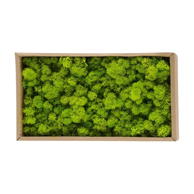 Mousse Décorative Préservée Durable Naturelle pour Décorations Maison Modélisme
