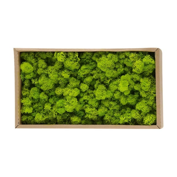Musgo Decorativo Preservado Musgo Preservado Natural Duradero Para Decoración Del Hogar Fabricación De Modelos ANGGREK Otros