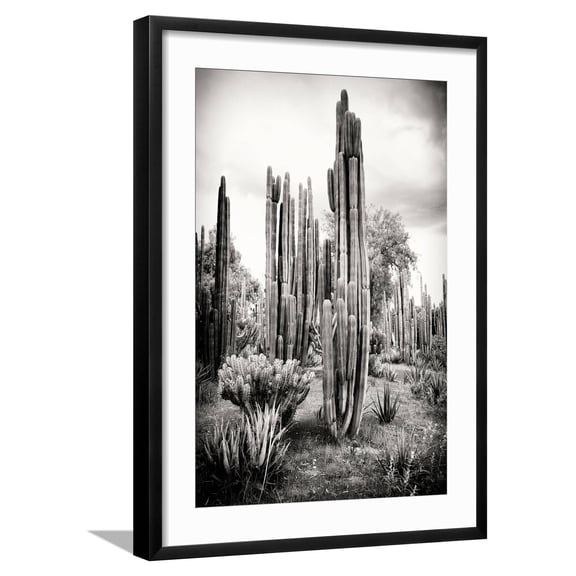 Art.com ?Viva Mexico! B&W Collection - Cardon Cactus IV Photographic Print by Philippe Hugonnard, Black Frame Wall Art, 21" x 29"