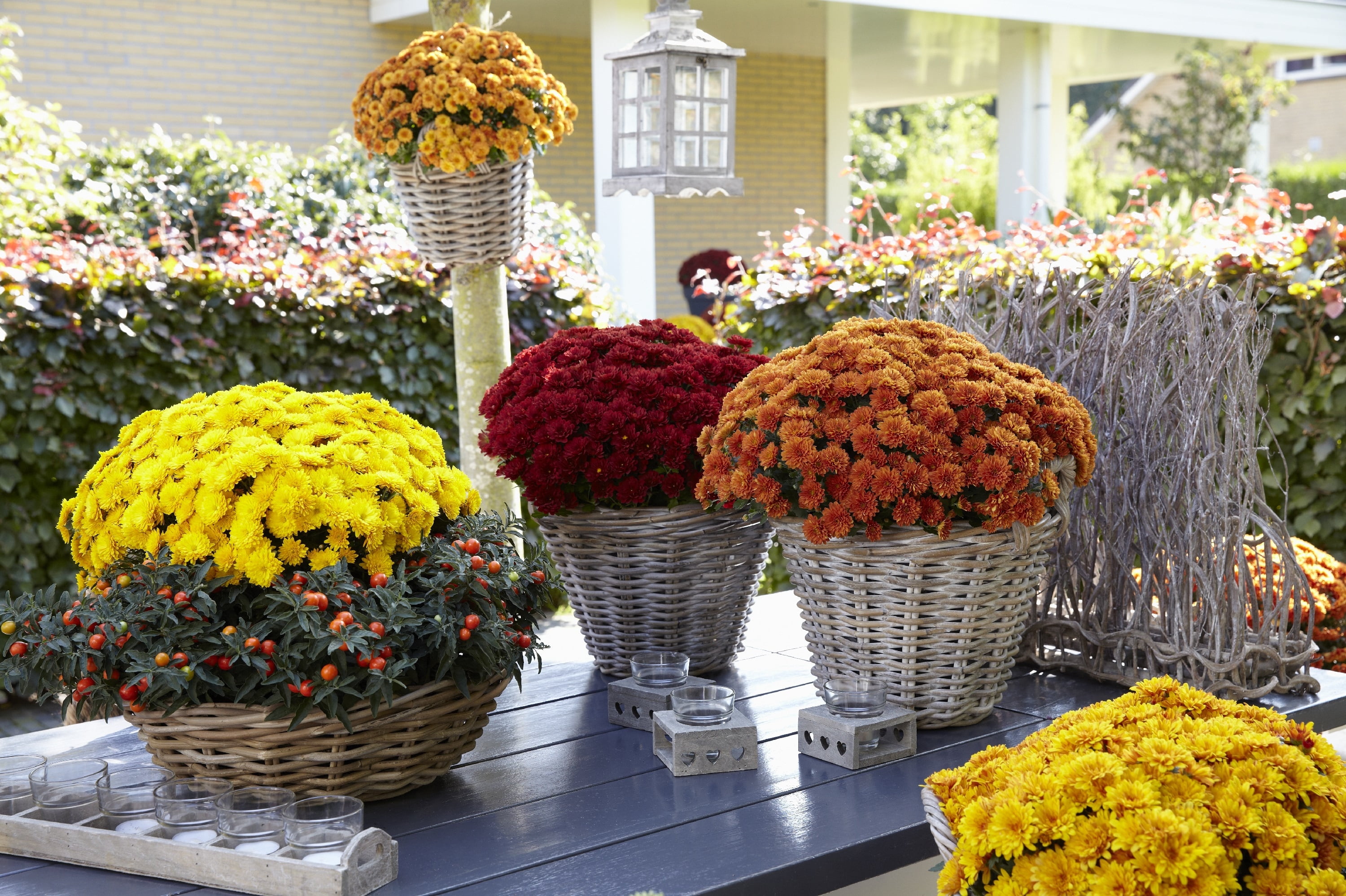 Better Homes & Gardens 1.5 Gallon Orange Mum Live Plant in Decorative Pot