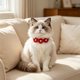 thumbnail image 1 of Collar con pajarita de flores de diamantes de imitación para mascotas (gatos y perros) – Accesorio brillante y ajustable con cristales, ideal para bodas, fiestas, cumpleaños y ocasiones formales., 1 of 6