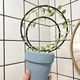 thumbnail image 4 of Premium Hoya Trellis - Unique Metal Plant Support for Climbing Plants - Set of 3 Different Sizes - Ideal for Indoor and Potted Plants, 4 of 5