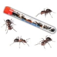 thumbnail image 1 of Tienda de regalos de la naturaleza Hormigas de granja en vivo Nature Gift Store ANT Farm Kit Recarga, 1 of 2