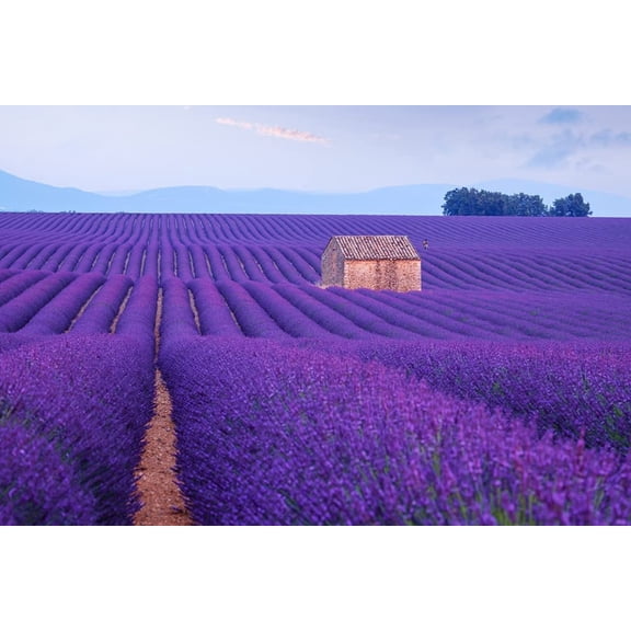 Purple Lavender Seeds to Grow | 100  Seeds | Grow This Fragrant Spice in Your Own Garden