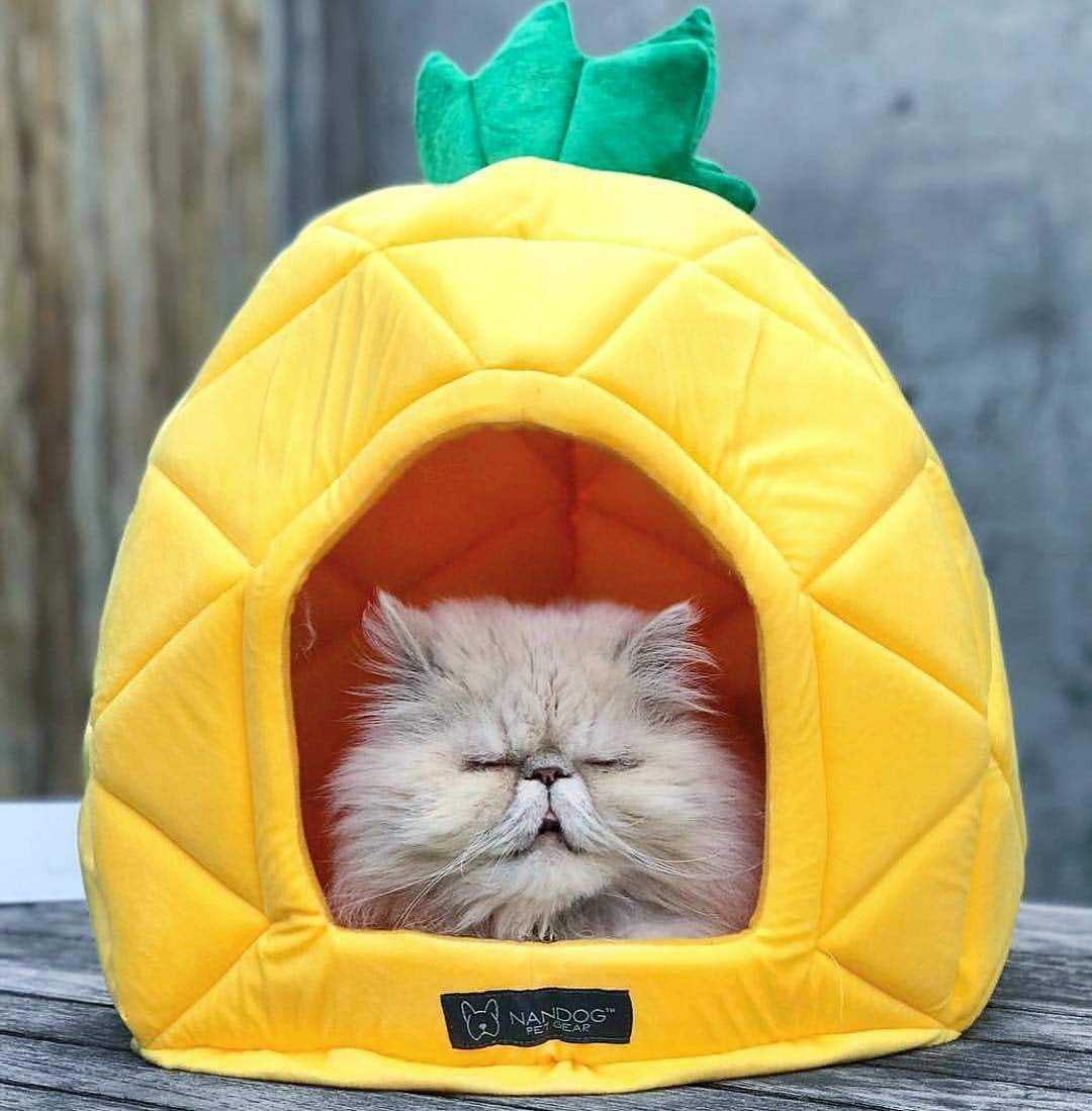 NANDOG Pineapple Pet Bed 16" - Fun Tropical Design - Ultra Soft Micro Plush Fabric - Durable, Cozy, and Washable - Ideal for Cats & Small/Medium Dogs