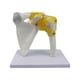 thumbnail image 3 of Modelo de articulación humana, herramienta de enseñanza para entrenamiento médico, esqueleto realista educativo. Hombro, 3 of 9