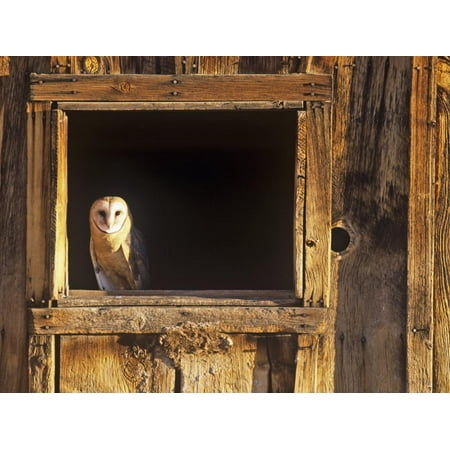 Barn Owl Tyto Alba In Barn Window A Threatened Species North