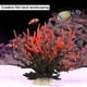 thumbnail image 4 of Plantas de acuario, pecera decorativa de coral artificial de 2 piezas., 4 of 5