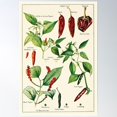 thumbnail image 2 of Capsicum Chillies Pepper - Vintage Botanical Illustration Poster Wall Art, Modern Wall Decor For Living Room Bedroom, 16x24 UNFRAMED, 2 of 3