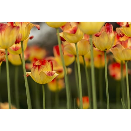 Garden Suncatcher (Triumph tulip Suncatcher (tulipa) Brooklyn Botanic Garden Brooklyn New York United States of America)