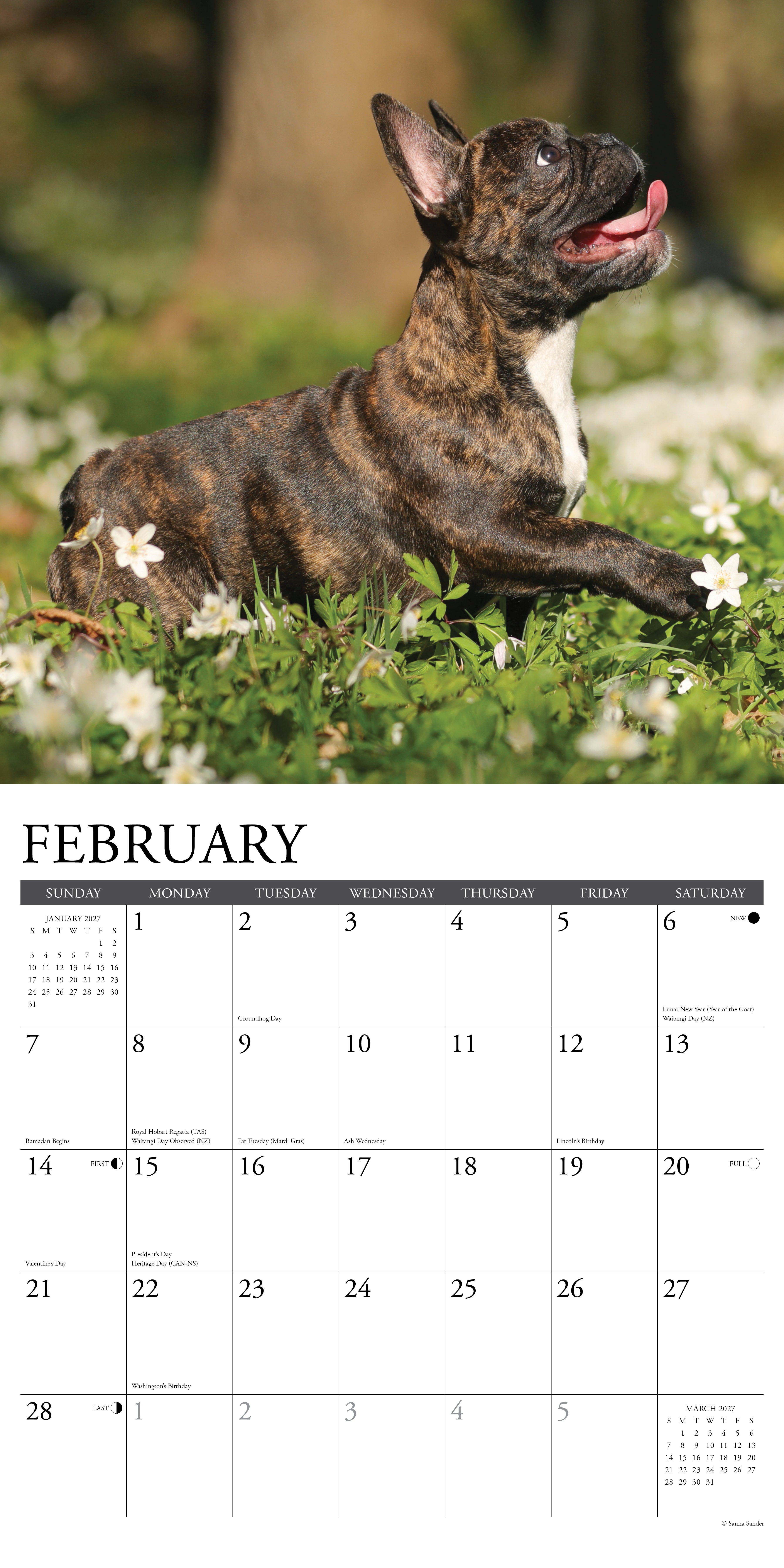 Willow Creek Press, French Bulldog Puppies 2027 Wall Calendar