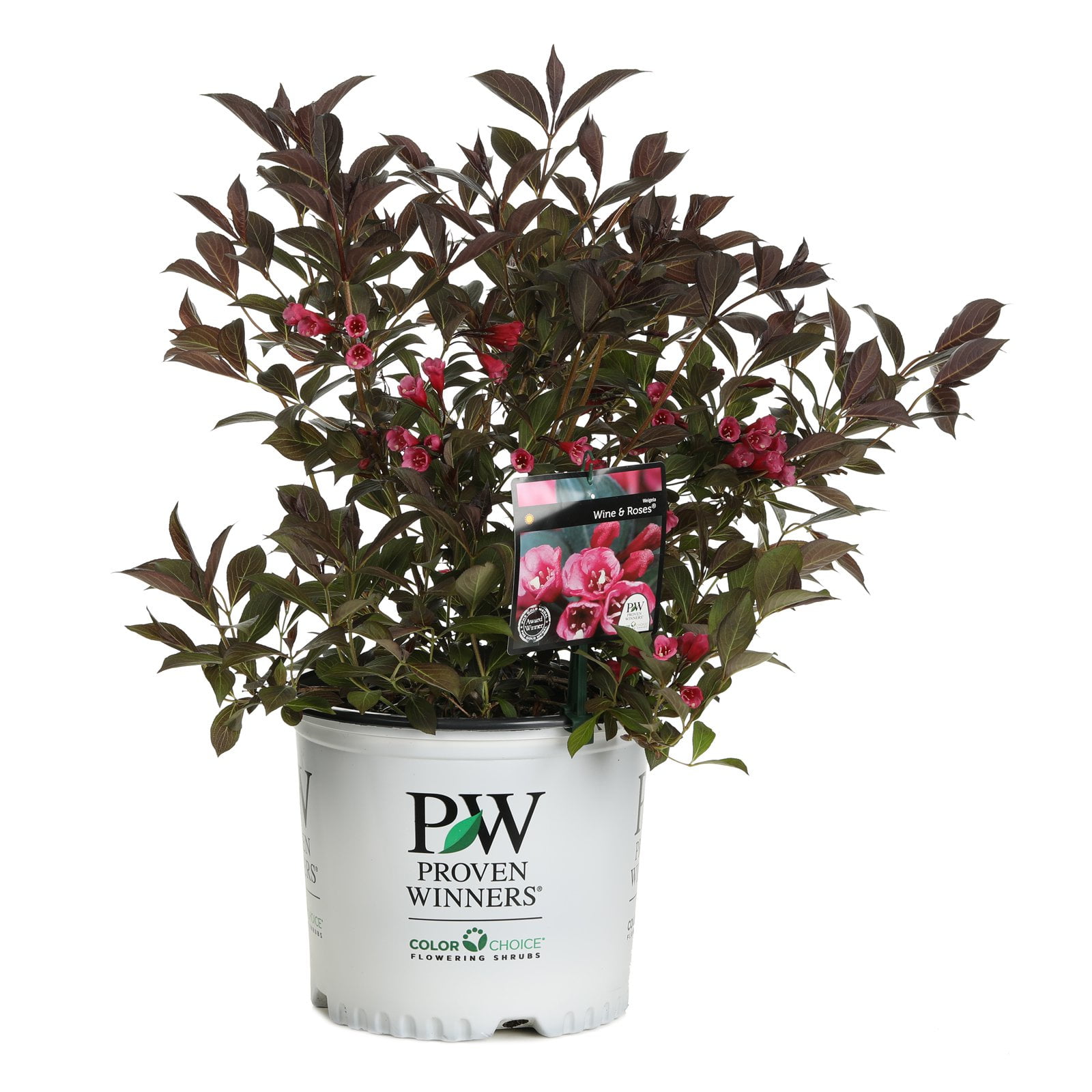 Proven Winners Wine & Roses Reblooming Weigela Florida Live Shrub