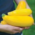 thumbnail image 3 of Burpee Burpee's Golden Zucchini Summer Squash Vegetable Seed, 1-Pack, 3 of 6
