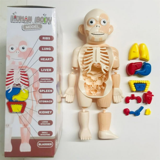 Generic Modèle d'anatomie du corps humain pour enfants, jouet assemblé à  prix pas cher