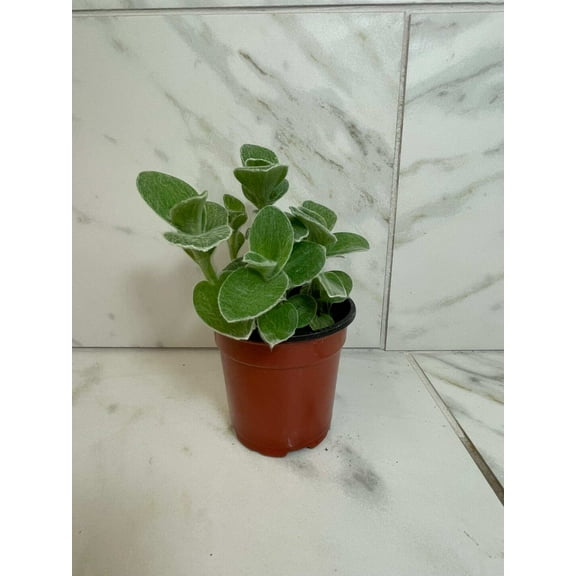 Tradescantia Sillamontana Teddy Bear Vine, 4" Plant, The Plant Farm