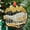 Black White Landscape2605, variant on Ornament Window Hanging, Golden Landscape Dusk Sunset Suncatcher for Doors Window Home Cactus Sun Catchers Decoration Mother's Day Birthday Gifts for Women, Men, and Mom, 2025,