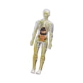 thumbnail image 4 of Modelo de cuerpo humano Juguete de anatomía para niños, órganos extraíbles, modelo de esqueleto Kids Modelo de órgano de torso humano para suministros Transparente, 4 of 9