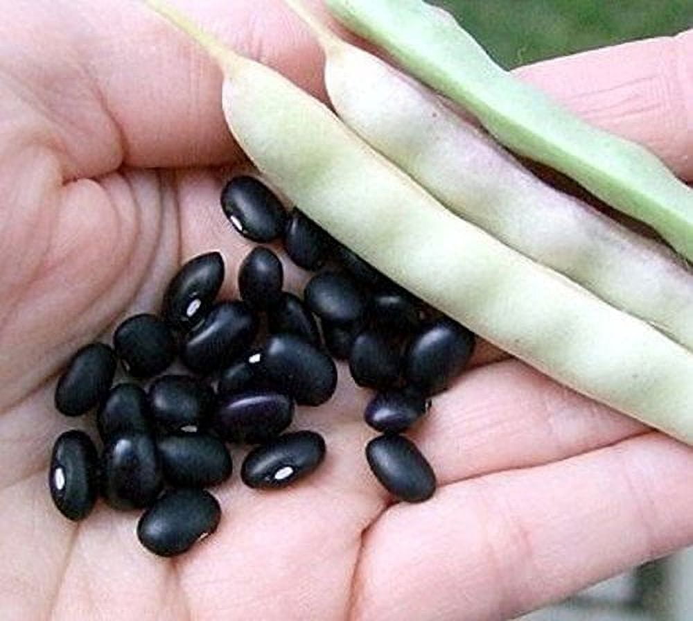 Black Turtle Heirloom Bush Bean - Hardy Plants Grow to 18-24" -Very Tasteful(500 - Seeds)