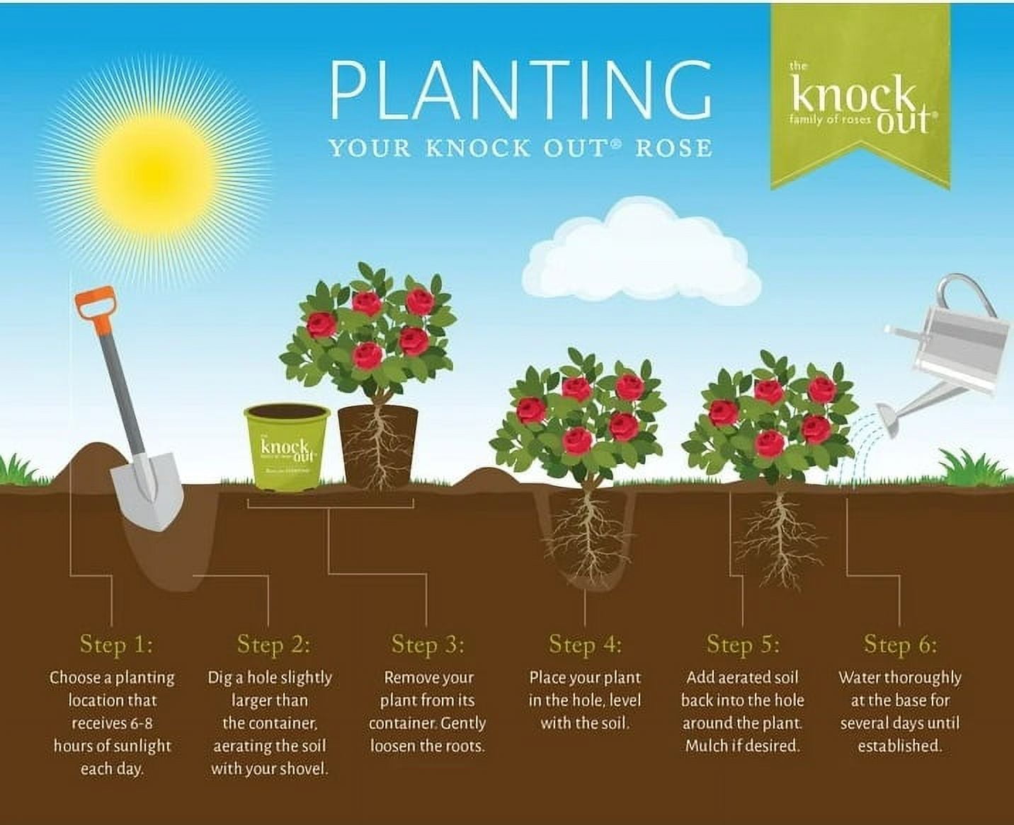 The Knock Out® Family of Roses 'The Red Double Knock Out® Rose' Live Shrub in 1-Gallon Grower Pot
