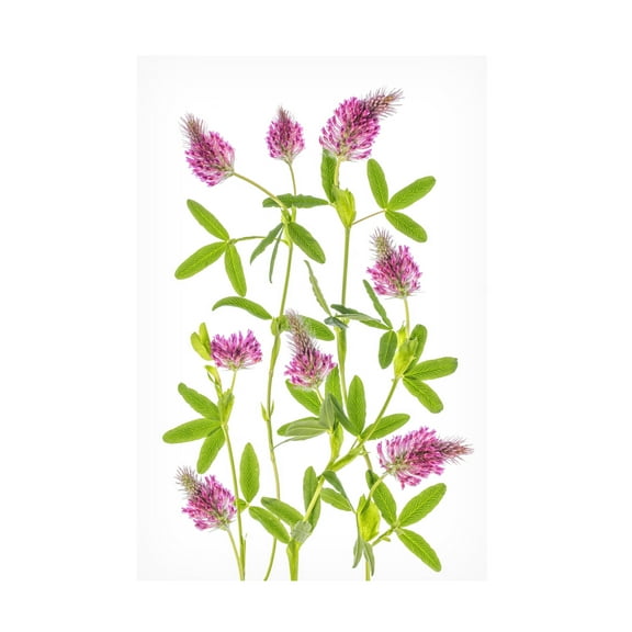 Canvas Wall Art - Mandy Disher 'Trifolium' Wall Art for Living Room, Bedroom, or Office Décor by Trademark Fine Art - 12 x 19 Inches