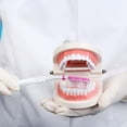 thumbnail image 4 of KEINXS 1pc Plastic Teeth Model Teaching Study Demonstration Oral Education Tooth Model, 4 of 6