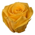 thumbnail image 2 of Vickerman 2.5-3" Golden Yellow Standard Rose Head, 6 piece, Preserved, 2 of 2