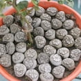 thumbnail image 4 of Lunxisen 20 Pcs Resin Paving Stones for Planters Courtyard Garden Landscaping Decorative DIY Pathway, 4 of 10