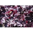 thumbnail image 2 of Seedville 50 Palace Purple Heuchera Flower Seeds, Shade or Sun, Coral Bells, 2 of 6