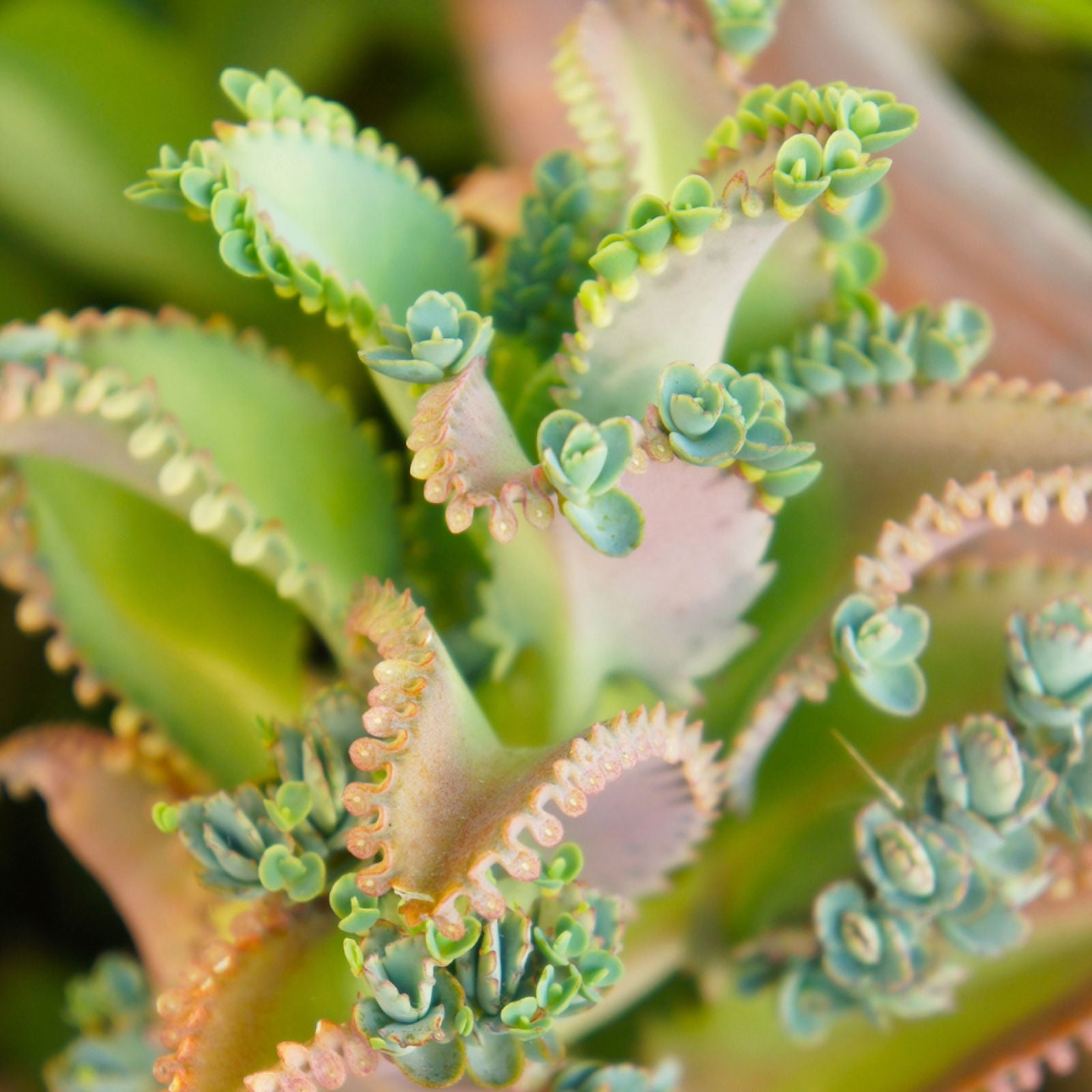 Kalanchoe Mother of Thousands Plant Live Indoor Succulents, 4 to 7 Inches Tall, Rare Succulent in 4 Inches Pot