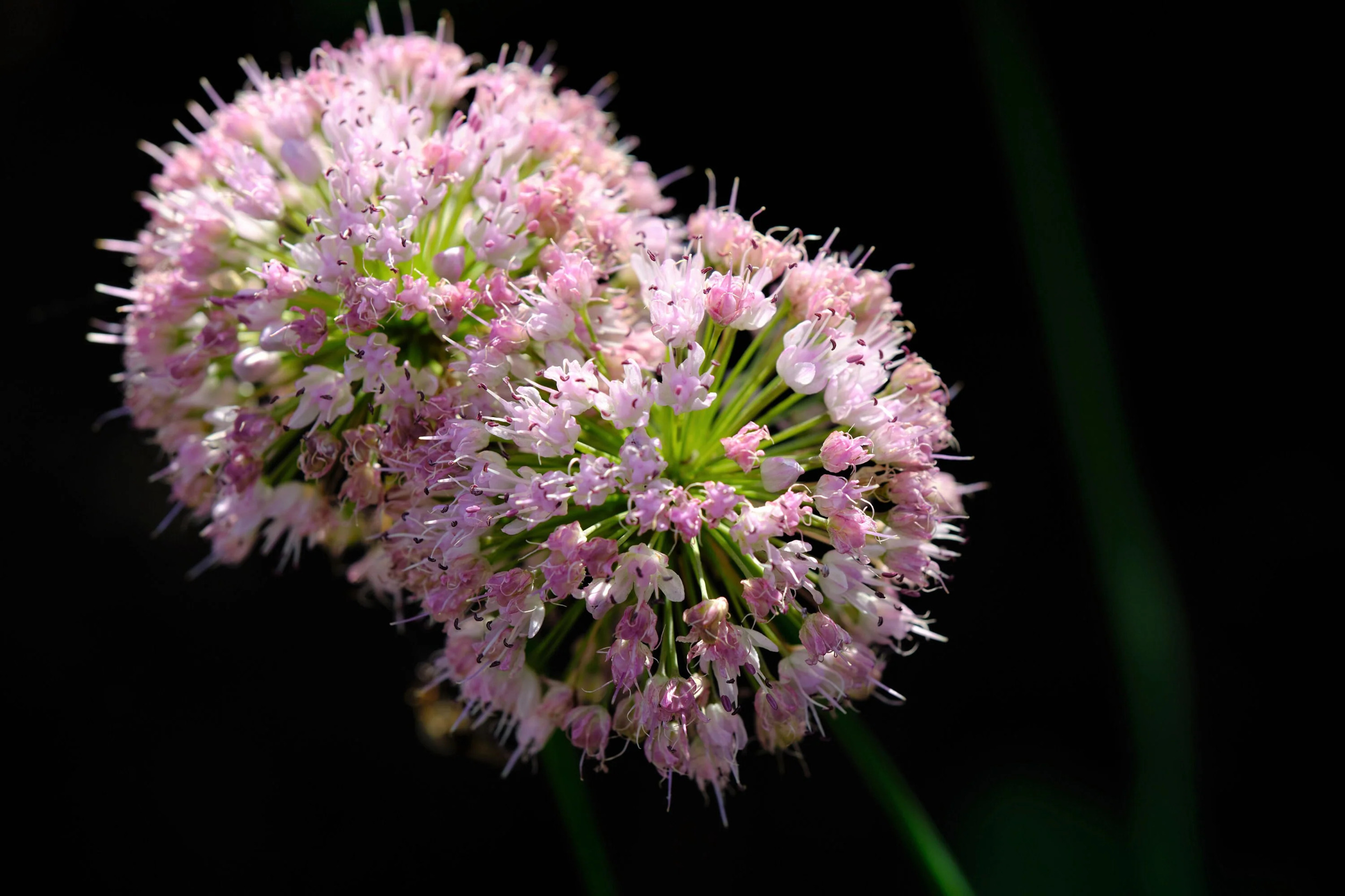 10 Seeds MOUSE GARLIC Allium Angulosum Wild Garlic Pink Flower Herb Seeds - image 4 of 6