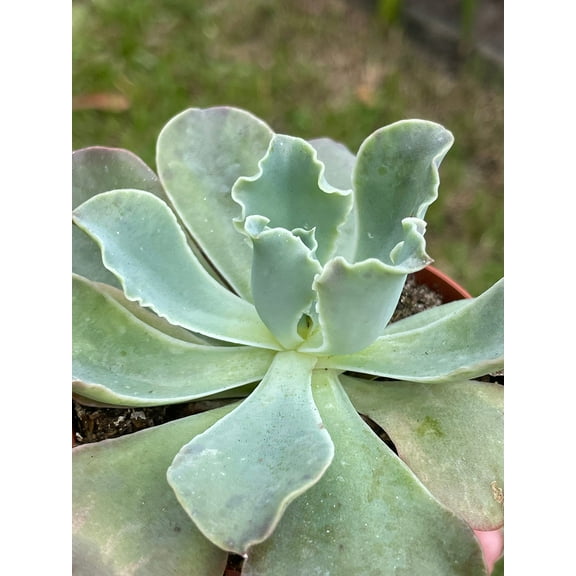 Echeveria shaviana, Mexican hens and Chicks, in 3 inch Pot, Super Filled