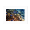 thumbnail image 1 of Océan Coloré Poisson Science Nature Photo Monture Cadre Image Art Peinture Bureau 5x7 Pouces, 1 of 3
