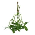 thumbnail image 1 of Greenery Artificial Mistletoe Leaves Christmas Decoration, 1 of 8