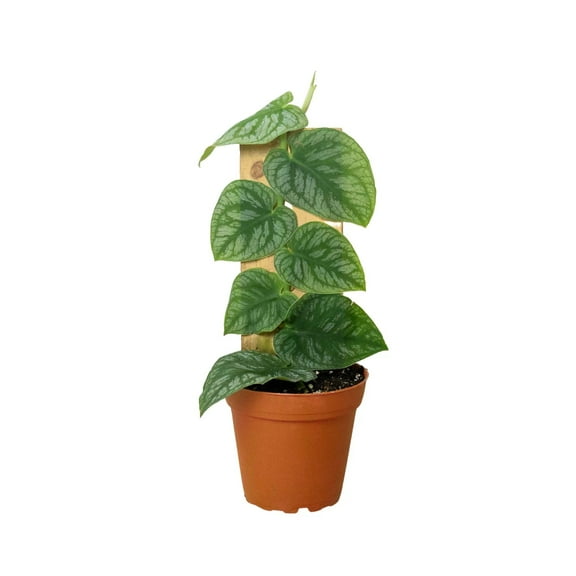 Monstera Dubia - Live Air-Purifying Indoor Plant in Nursery Pot  Easy Care, Low Maintenance Houseplant for Home & Office Decor, Natural Air Cleaner, Best for Beginners (4"Pot, NurseryPot)