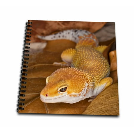 3dRose Leopard Gecko morph, Lizard, Pakistan-AS28 AJE0000 - Adam Jones - Drawing Book, 8 by