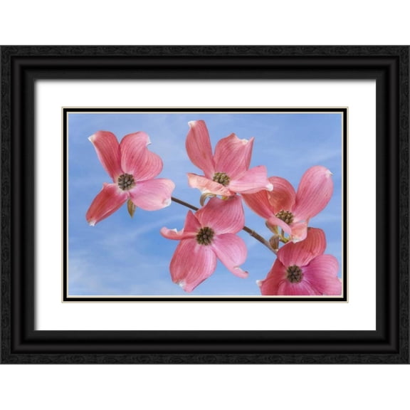 Paulson, Don 32x23 Black Ornate Wood Framed with Double Matting Museum Art Print Titled - Close-up of pink dogwood flowers