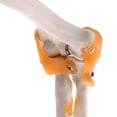 thumbnail image 4 of Modelo de Anatomía perfecl de Articulación de Codo 1 4D, 4 of 8