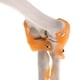 thumbnail image 4 of Modelo de ligamento de articulación de codo humano 1:1 con suministros de aprendizaje básicos, 4 of 8
