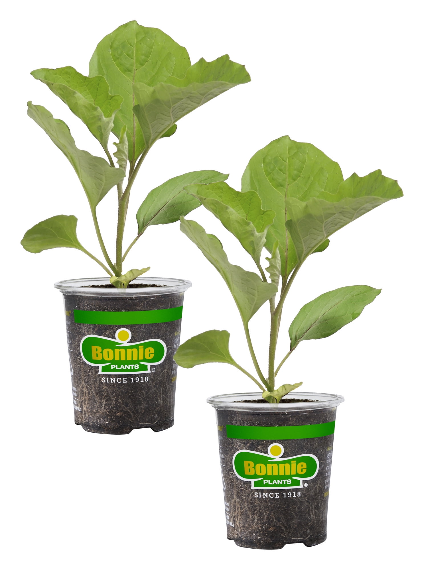 Bonnie Plants Pineapple Sage Live Herb Plant, 2.32 qt. - Walmart.com