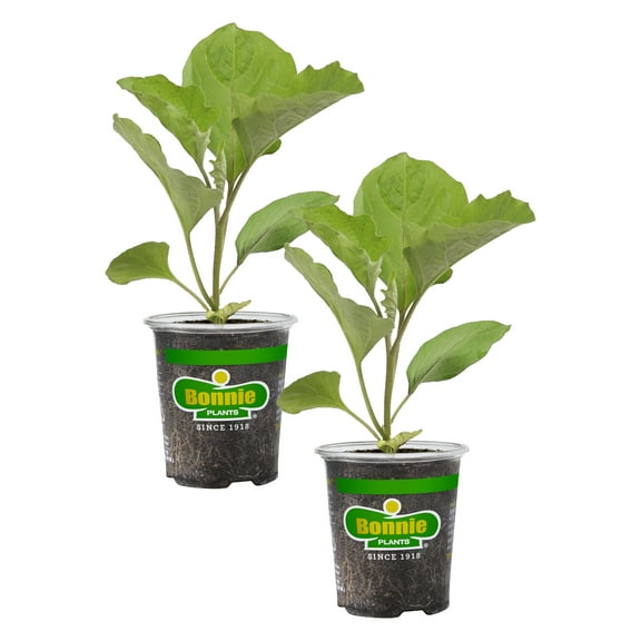 Bonnie Plants Ichiban Eggplant 19.3 oz. 2-Pack