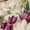 Color 3, variant on Peel and Stick Wallpaper Tulip Blossoms Varying Stages Soft Shading Wall Mural 17.7in x 9.8ft Self Adhesive Removable Renter Friendly Wall Paper Decor for Walls Cabinets Home