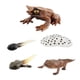 thumbnail image 4 of juego de crecimiento CUTICAT ciclo montessori animales realistas cognitivas ranas modelo para edad preescolar, 4 of 8