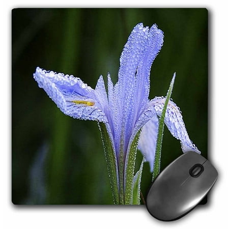 

3dRose Purple Iris With Dewdrops Mouse Pad 8 by 8 inches