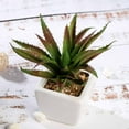 thumbnail image 3 of BalsaCircle 3 Green Assorted 5" Artificial Faux Cute Realistic Succulent Plants White Pots, 3 of 6