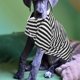 thumbnail image 4 of unbranded Dog T Shirt Negro Cómodo Y Transpirable Para Perros Grandes En Exteriores Y Casa, 4 of 6