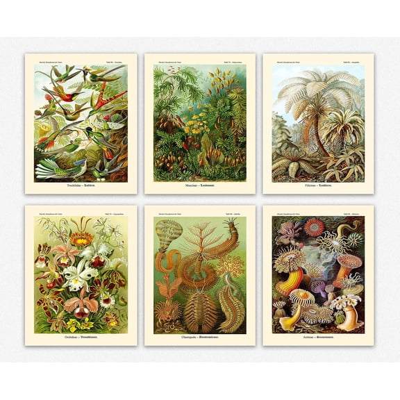 Ernst Haeckel Prints And Botanical Decor - Vintage Wall Art Aesthetic Room Decor, Flowers & Trees Vintage Collage Wall Art Minimalist Wall Art With 6   Botanical Prints