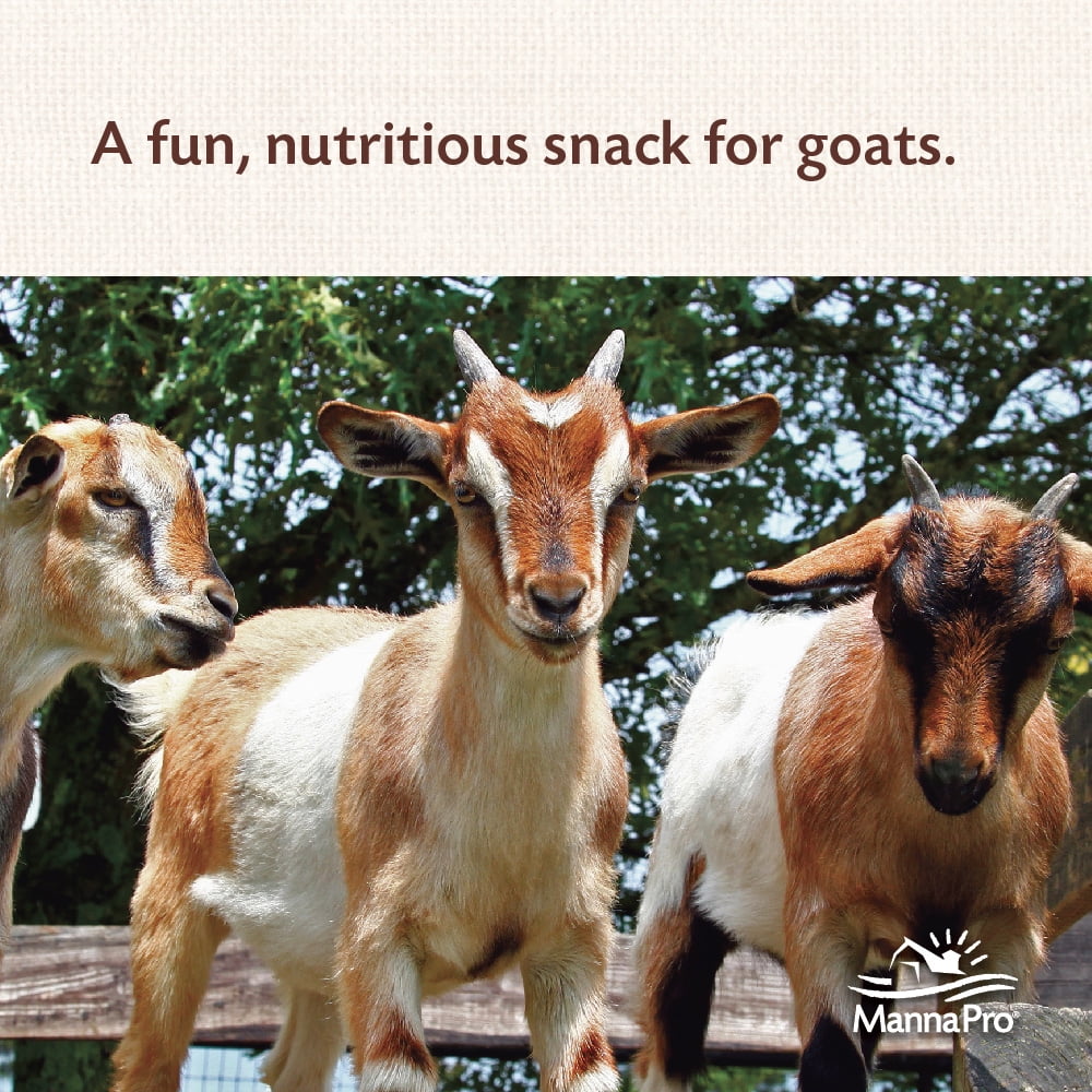 (3 pack) Manna Pro Goat Treats, Crafted with Oatmeal, For All Ages of Goats, Licorice Flavor, 6 lbs