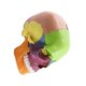 thumbnail image 2 of Medical-skull Human Body Model Education Skull Model 1:2 For Student Teaching Study Assembling Mode, 2 of 5