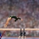 thumbnail image 5 of Anillos de Gimnasia para Niños, Cargando Anillos de Gimnasia de Madera Ambiental para el Gimnasio, 5 of 8